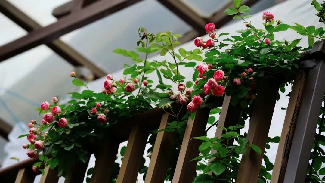 福建两广种不好月季？种欧月13年的猫姐，在广东折腾出花开四季的玫瑰园！