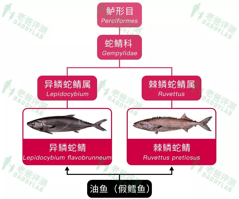 你给宝宝吃的真的是鳕鱼吗？它很可能是......