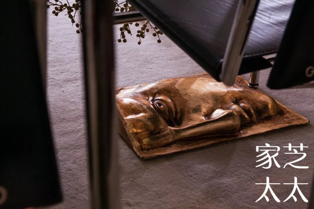 被这个宝藏女孩的家撩到了!为4只猫租200㎡的房,她说还缺个花园