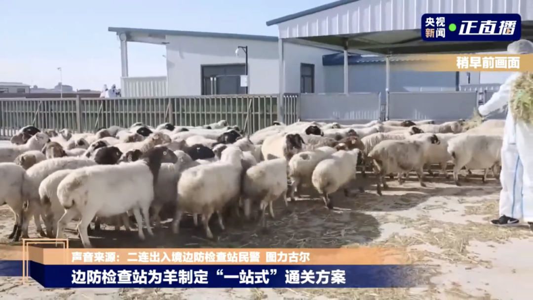 蒙古捐的三万只羊，可以做多少盘涮羊肉？