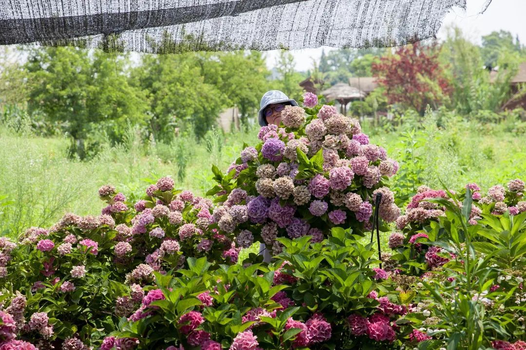 如何花最少钱拥有最多花，84款绣球实拍+日常养护方法，助力你的阳台花园梦