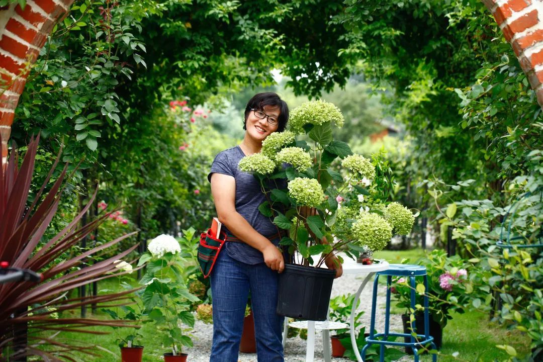 如何花最少钱拥有最多花，84款绣球实拍+日常养护方法，助力你的阳台花园梦