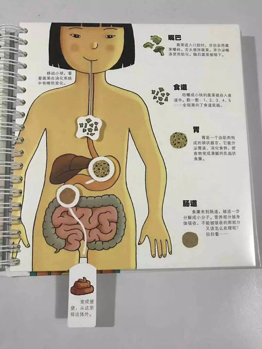 给孩子进行科学启蒙，从这份亲测有趣实用的科普童书清单开始