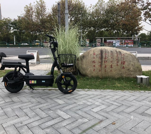 回归初心，遇见赛鸽小坦克