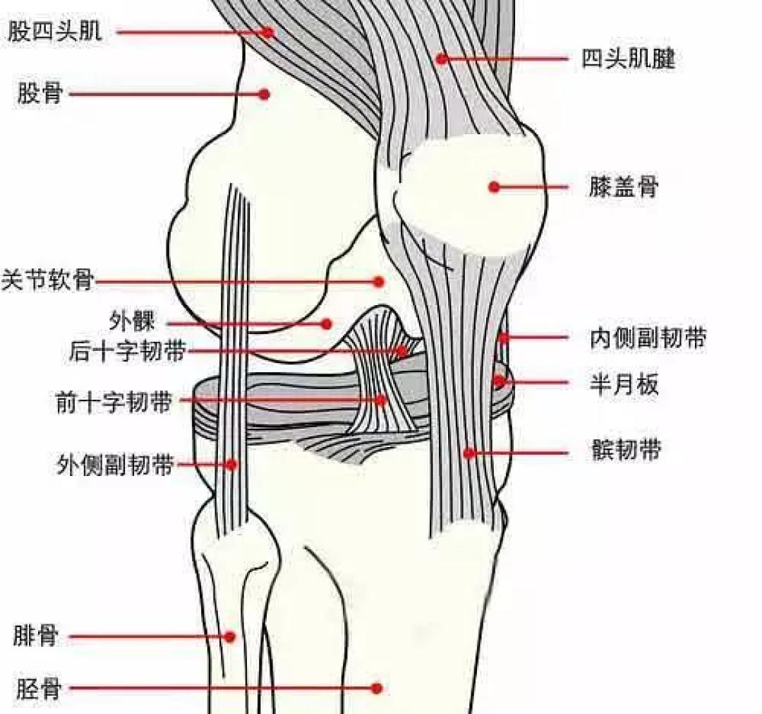 跑步勿忽视力量训练,养护膝盖的黄金动作