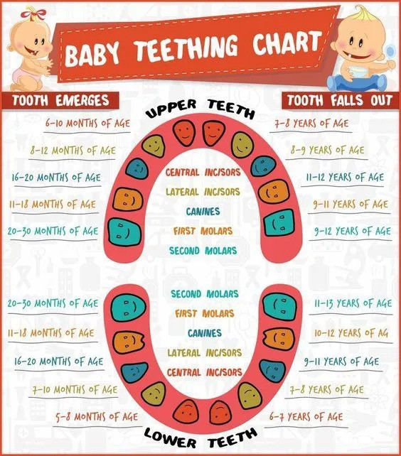 宝宝牙齿的护理清洁很重要！--美国牙科学会专业指导