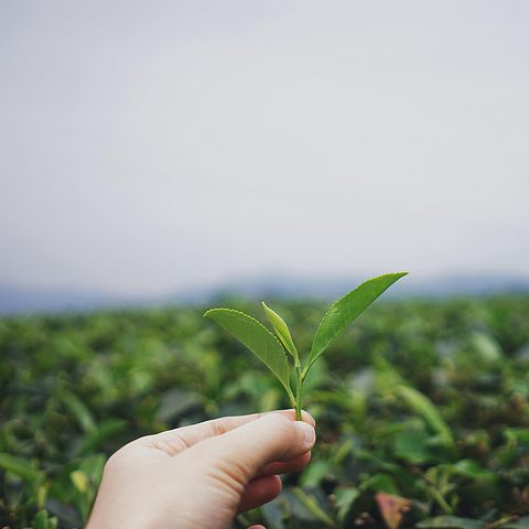 白茶寿眉详解，究竟是枯树叶还是茶珍宝？