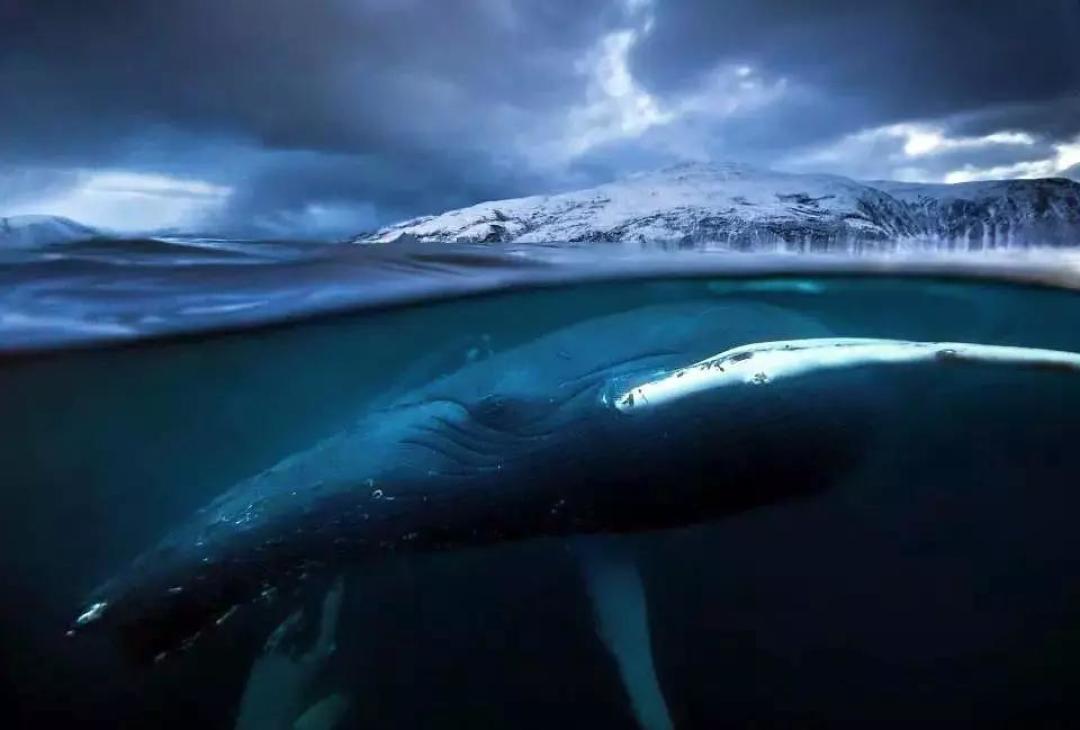 奇怪章鱼,观赏巨大的鲹鱼跳出水面,飞跃到半空中捕鱼,骑在虎鲸的背上
