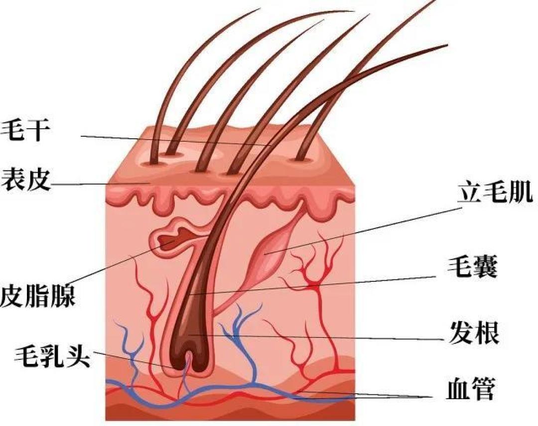 我们不做“秃星人”，但一切都要从“头”说做起......