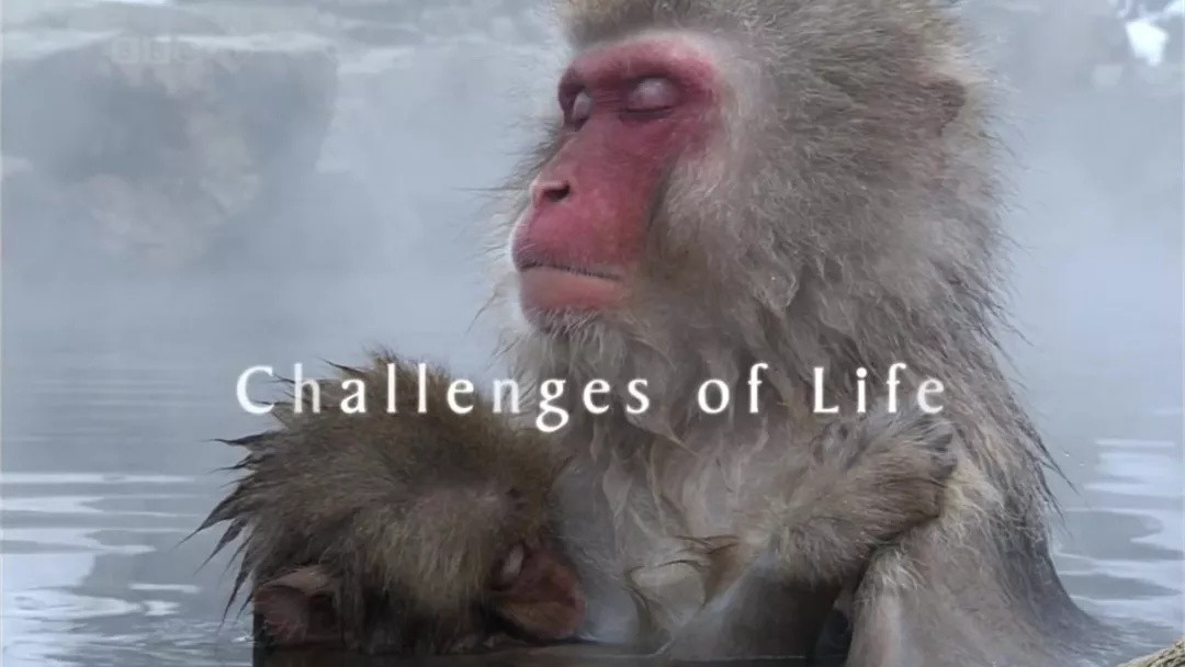 推荐10部自然纪录片，带孩子探索自然，领悟动物世界里的爱与勇气！