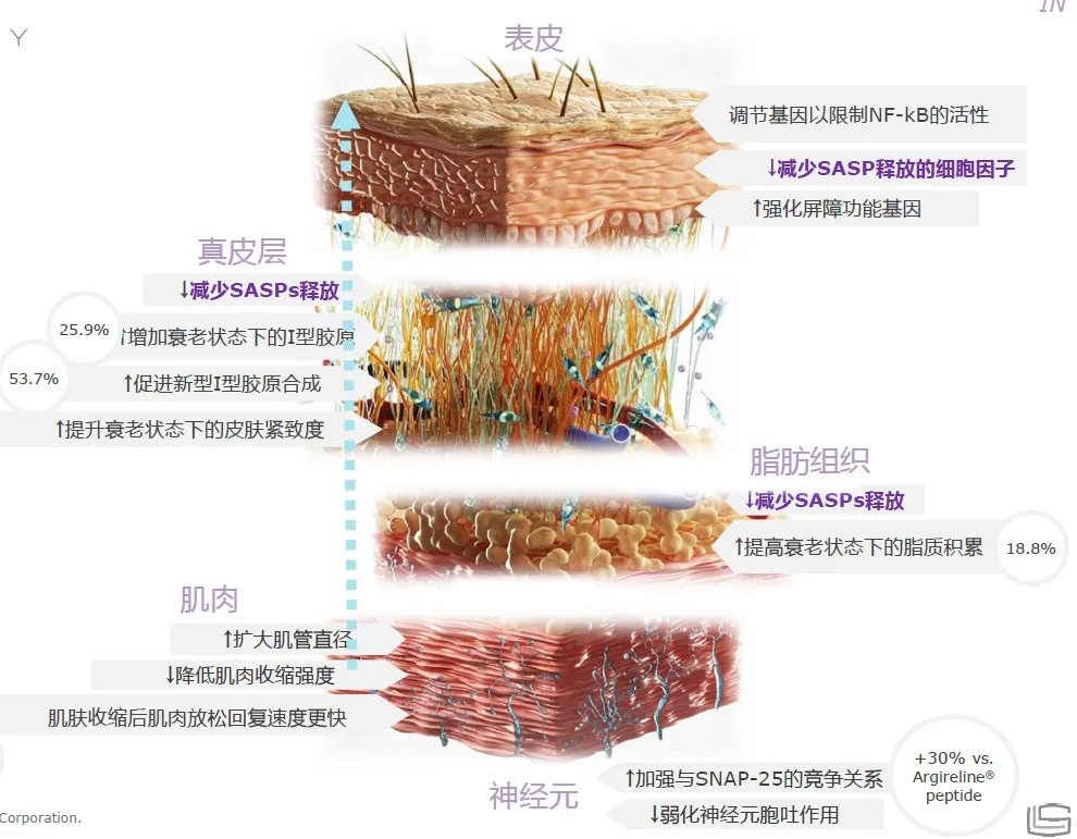 Really？熟悉的“六肽”升级了？让我们来研究研究