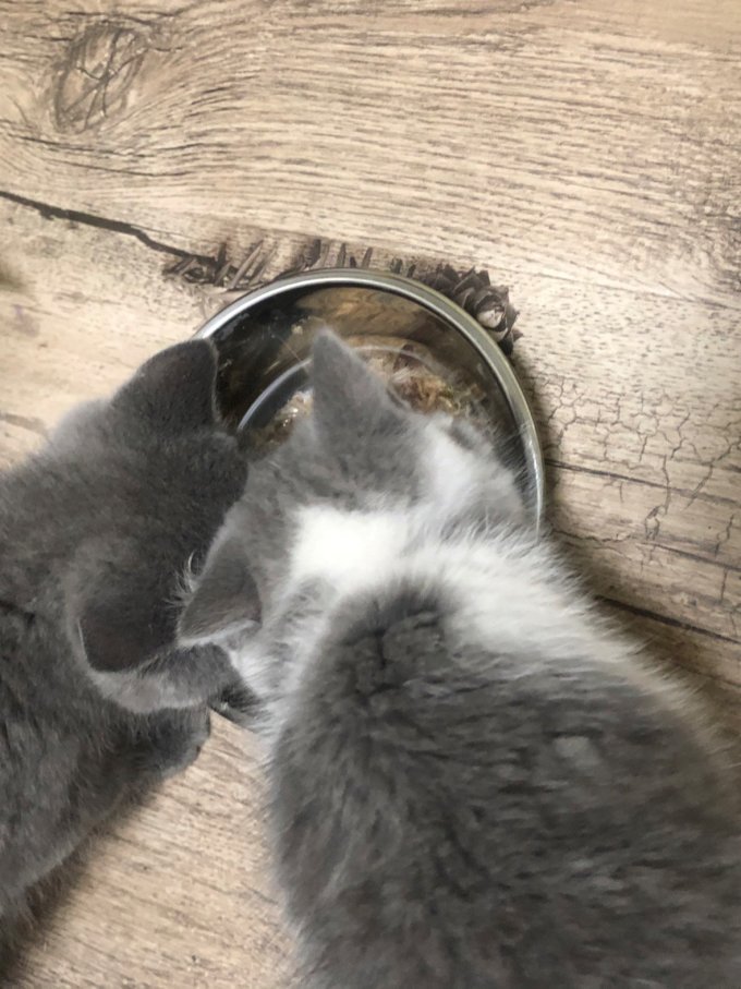 富力鲜猫粮