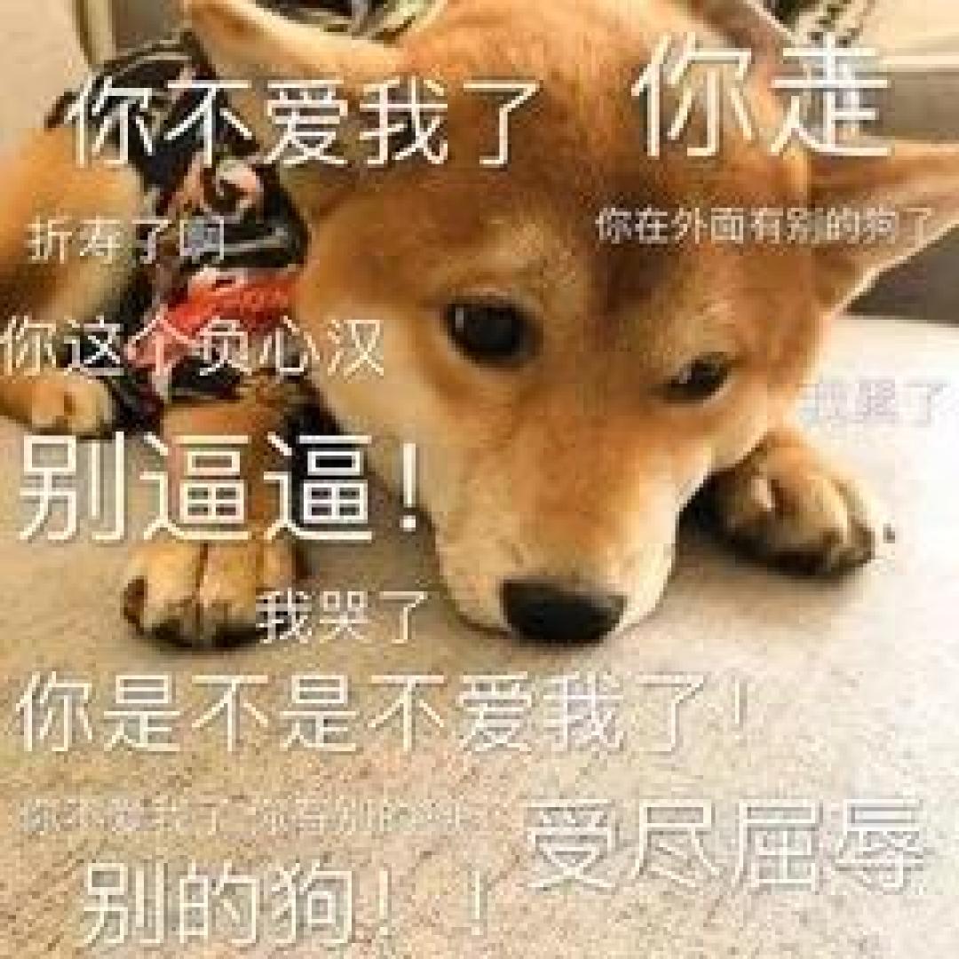 【老年犬选粮攻略】老可爱们该换粮啦?热门进口老年犬粮表现如何秀?!