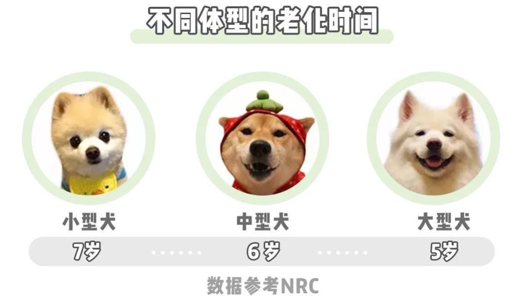 【老年犬选粮攻略】老可爱们该换粮啦?热门进口老年犬粮表现如何秀?!