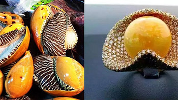 泰国司机从海螺里吃到的那颗175万的龙珠，究竟是何方宝物？