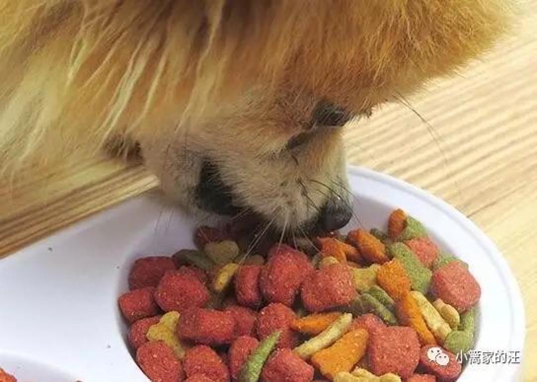 这十种食物最易引起狗过敏,关于狗食物过敏,看这篇。