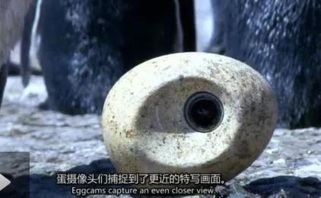 适合2-12岁娃!这8部优秀纪录片,在家也能涨知识(附收看链接)