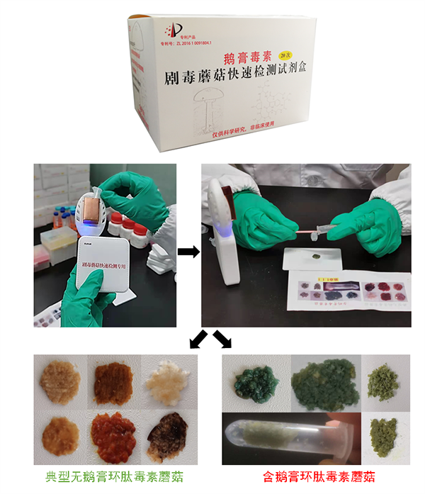 毒蘑菇克星 云南研发快速检测试剂盒