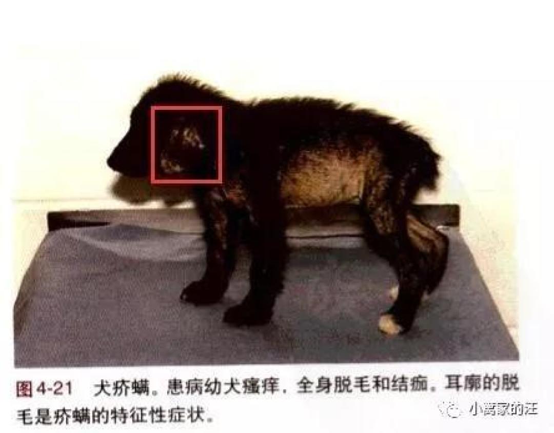 狗螨虫性皮肤病最全指南,听说还有中药的事儿?
