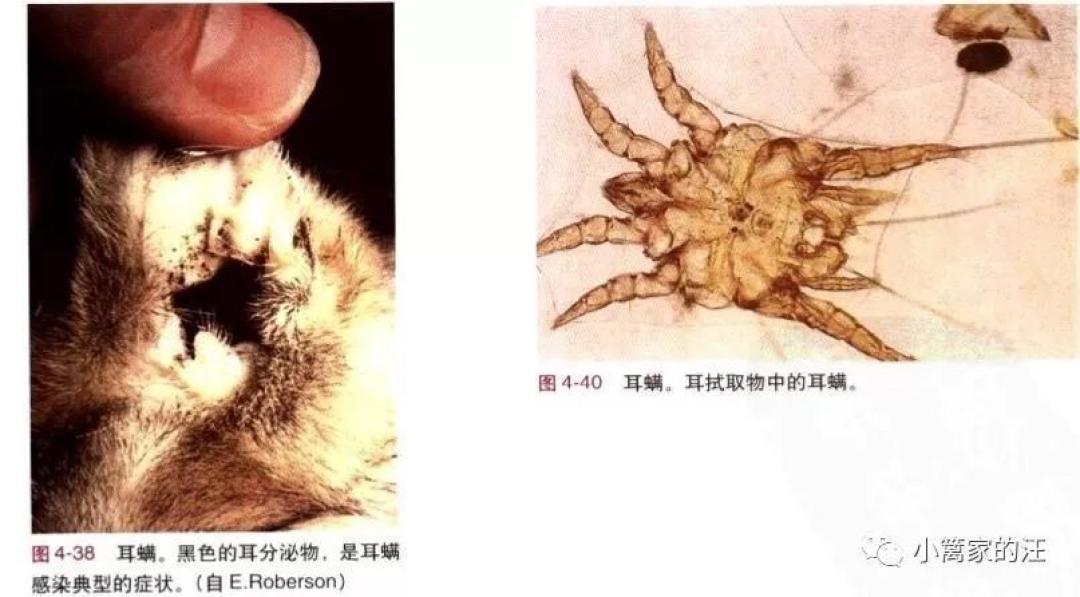 狗螨虫性皮肤病最全指南,听说还有中药的事儿?