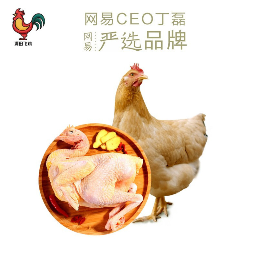 食客:中国名鸡大赏,一文科普名鸡常识&买鸡技巧,建议收藏