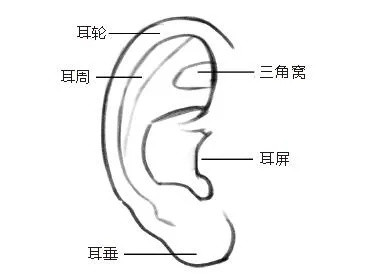 「绘画干货」插画师必备的人物局部画法，都在这里了！