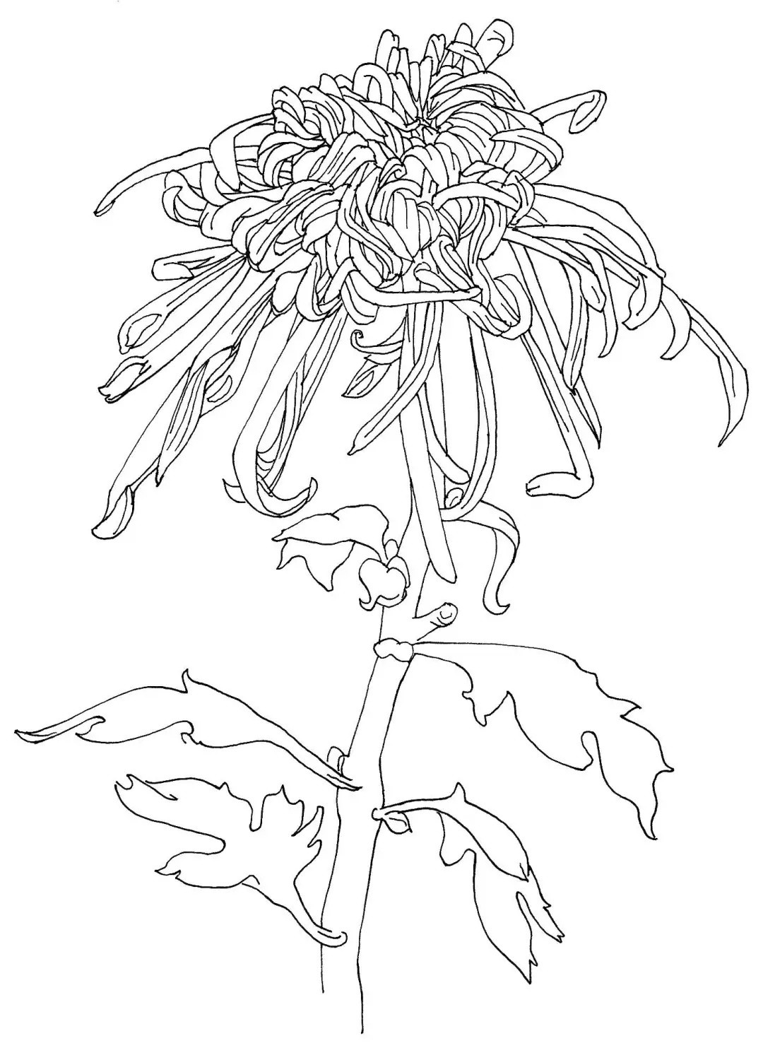 春天了，快来画张简单又好看的花卉线描画！