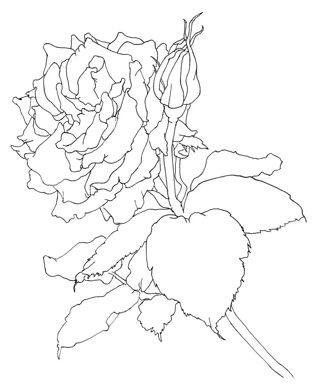 春天了，快来画张简单又好看的花卉线描画！