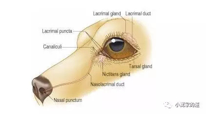 狗狗泪痕到底是怎么回事儿？！看这篇就够了