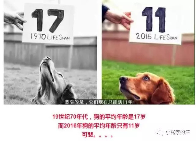仅十年时间，从11岁到10岁，为啥狗越来越短命？！