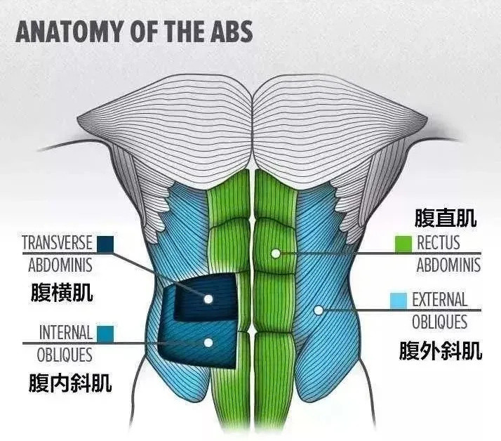 平板支撑练不了腹肌，为何总是在练腹动作中又看到它？