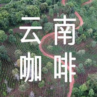领略远山树林的味道，带你探索云南咖啡新产季