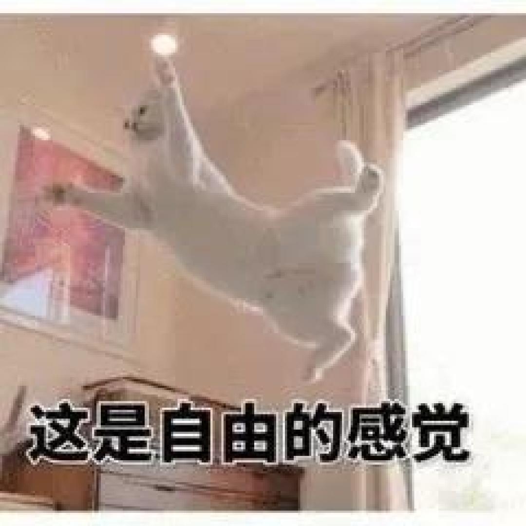 新西兰猫粮家族再添新成员！优质进口粮又多一个选择？