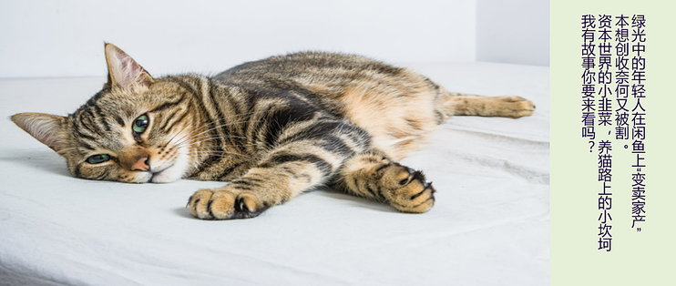 春虫虫写在脸上 韭零后 打工人的闲鱼历险记 真的哭了 宠物用品 什么值得买