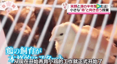 亲手养大的小猪被杀掉,生命教育该如何进行?