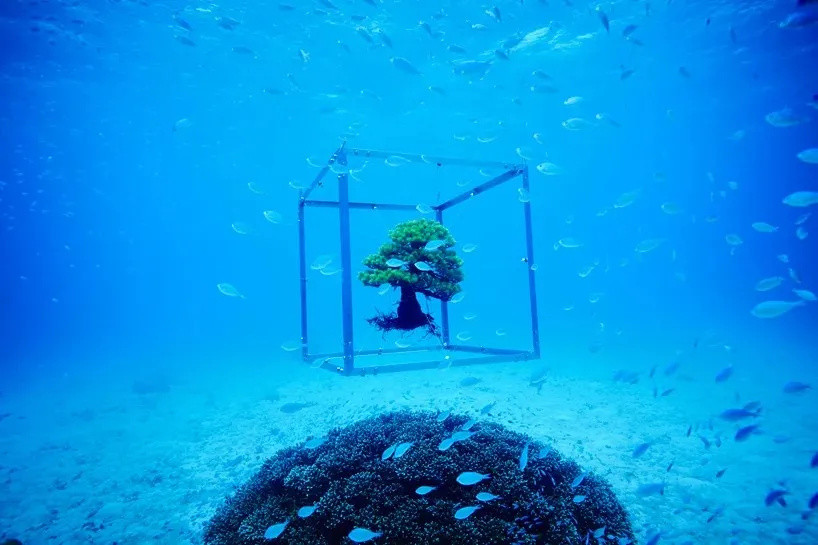 把鲜花送上太空、沉入深海！