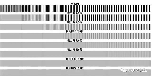 狗狗是色盲吗？狗狗眼中的世界......好心疼