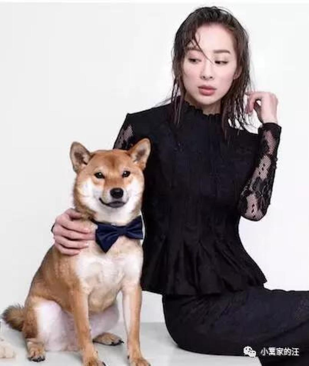 狗狗是色盲吗?狗狗眼中的世界......好心疼
