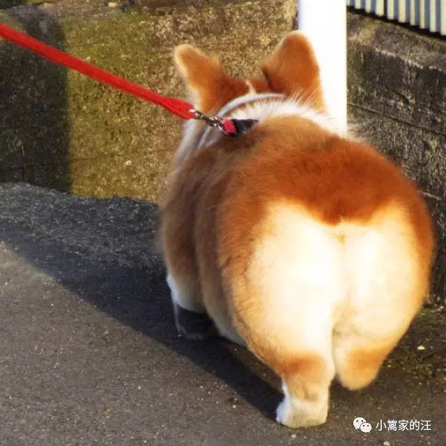 狗狗是色盲吗?狗狗眼中的世界......好心疼