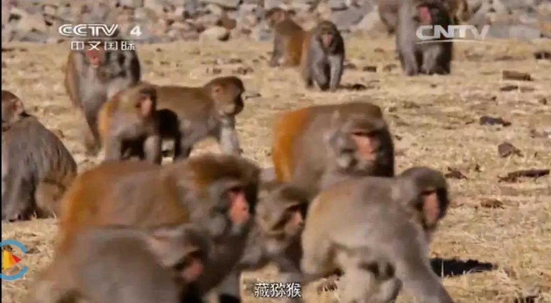 教孩子热爱生命,这9部震撼心灵的纪录片有奇效 |资源