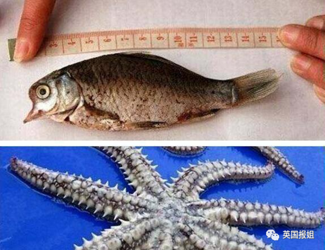 日本决定将核污水排入大海！57天将污染半个太平洋，潘多拉魔盒已打开？