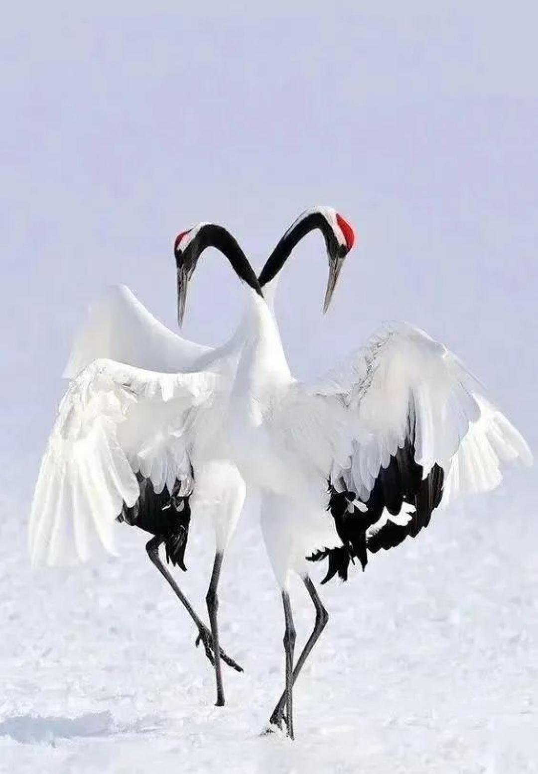 绘画教程用3支笔就可以画出东方神鸟