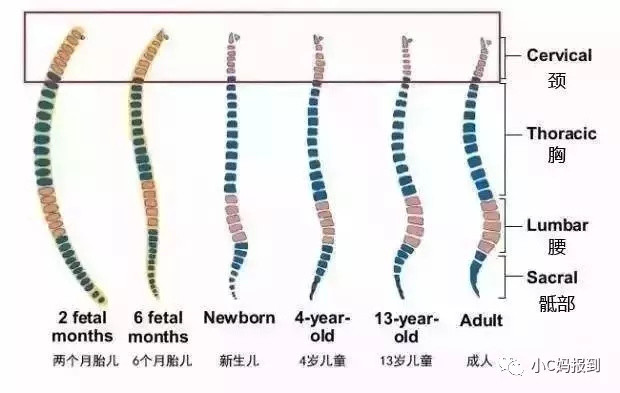 宝宝什么时候该用枕头？定型枕有没有用？头型该怎么睡？