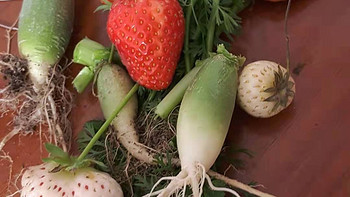 种植 篇一：分享一下自己阳台种的大大草莓和萝卜 
