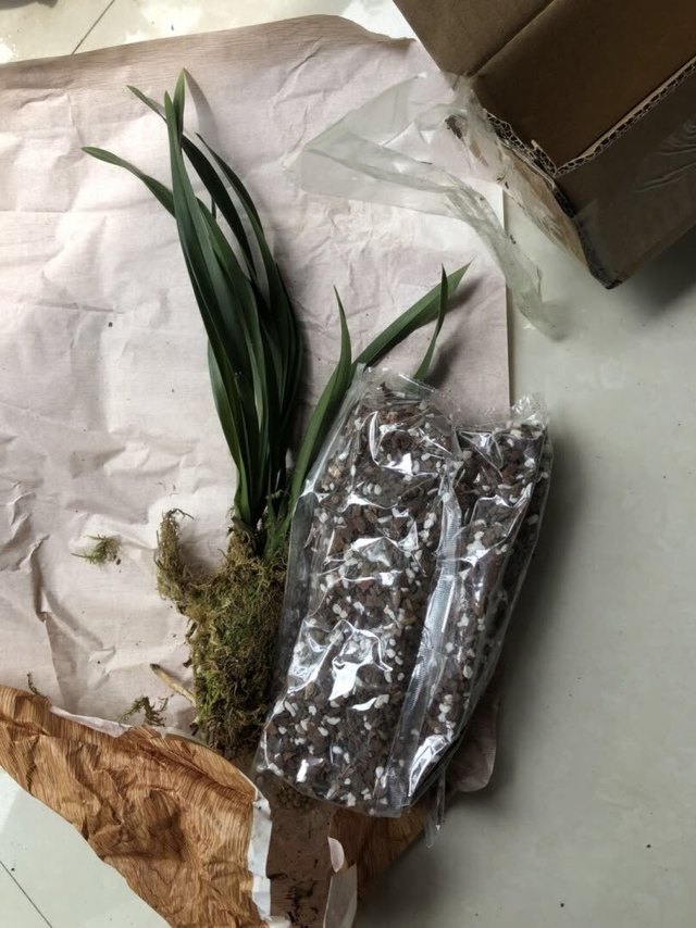 根已经干了，不知道种不种的活，我感觉很难