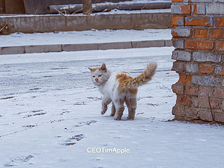 那些年我拍过的猫 篇2-阿花们