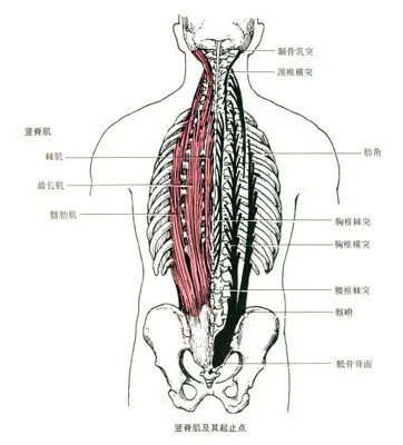 你一定要知道如何放松这块肌肉，因为你每天都在折磨它！