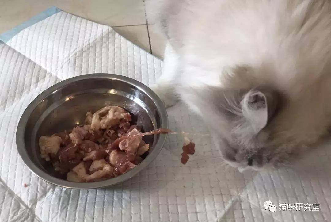 争议:猫能不能吃骨头?