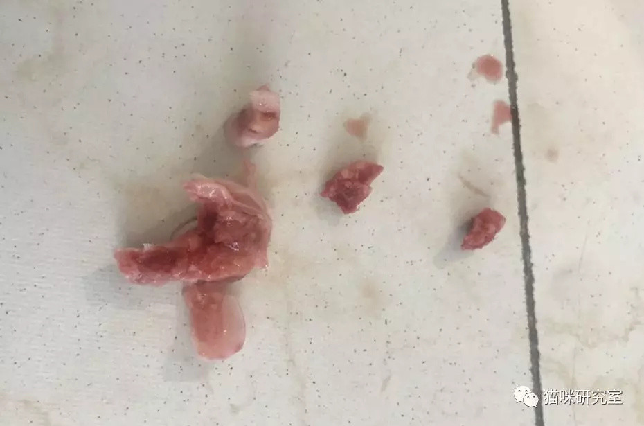 争议:猫能不能吃骨头?