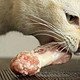 争议：猫能不能吃骨头？